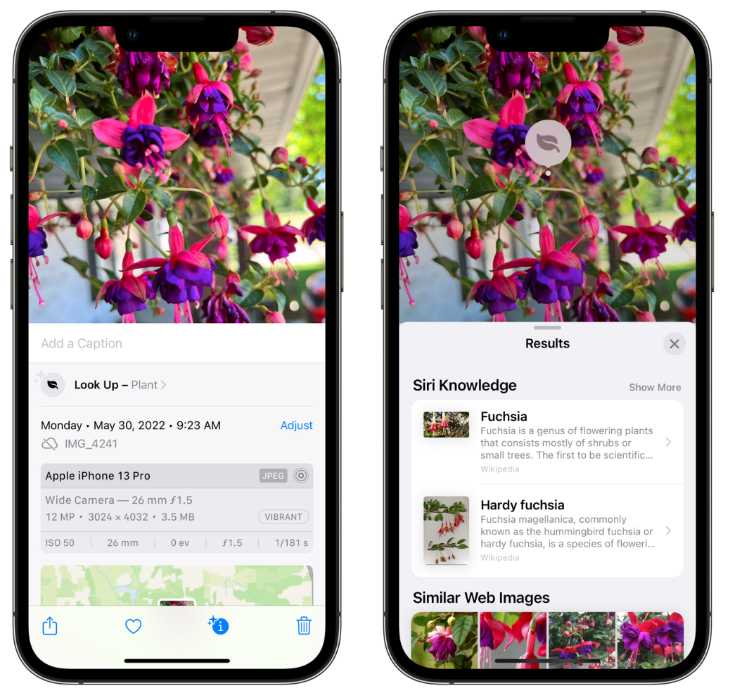 永清苹果手机维修分享小技巧：使用 iPhone 相机识别花卉植物 